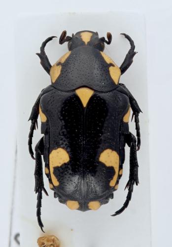 Brachymacroma emarginicollis